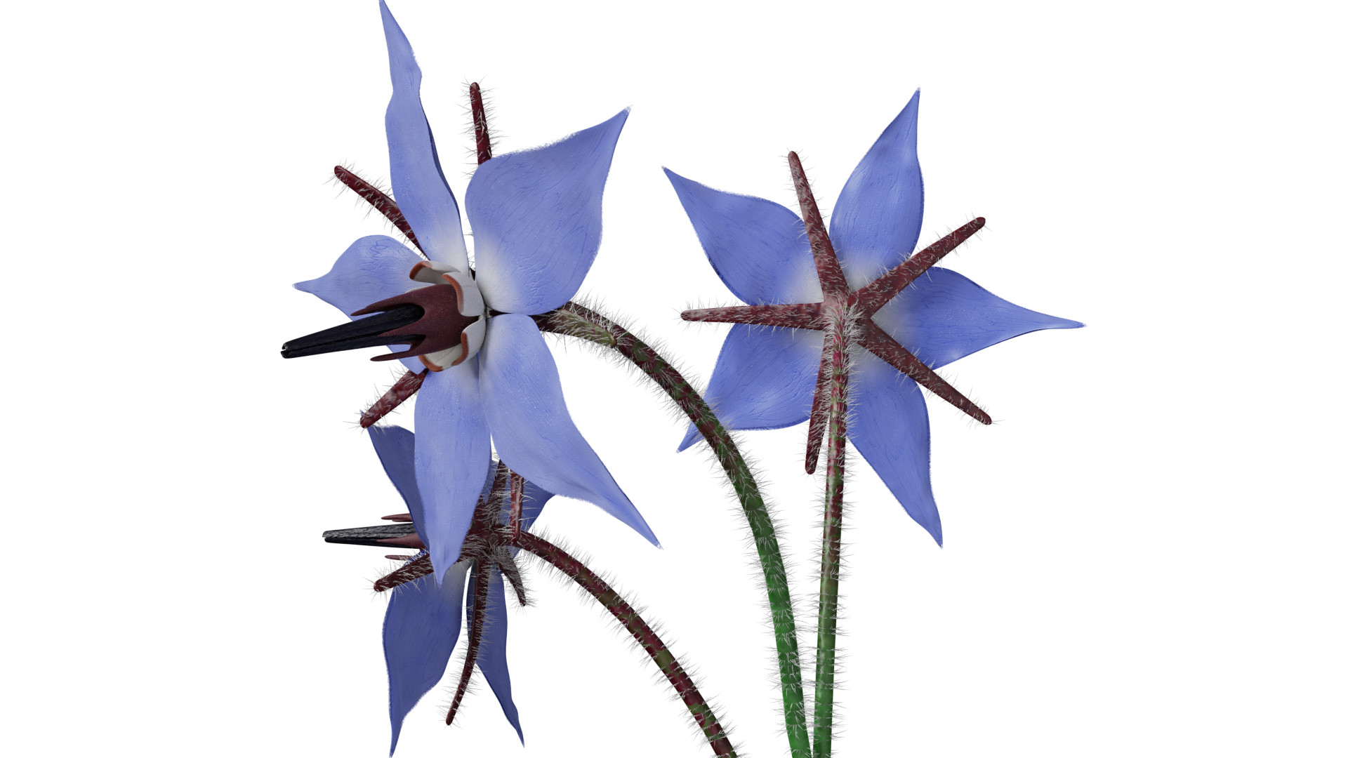 Borage Flower preview image 4